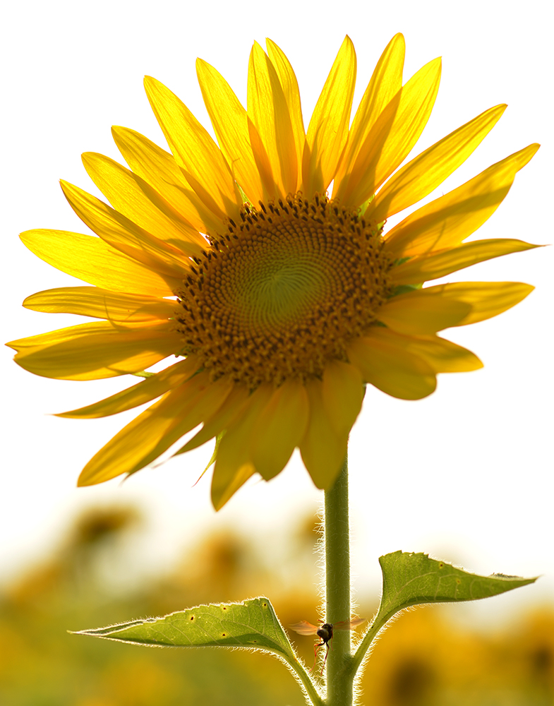 W-PD8_5624-11r.jpg
