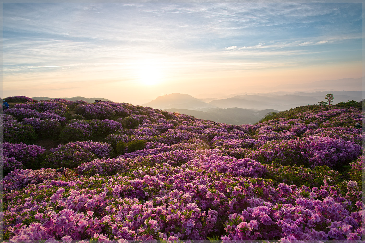 황매산1.jpg