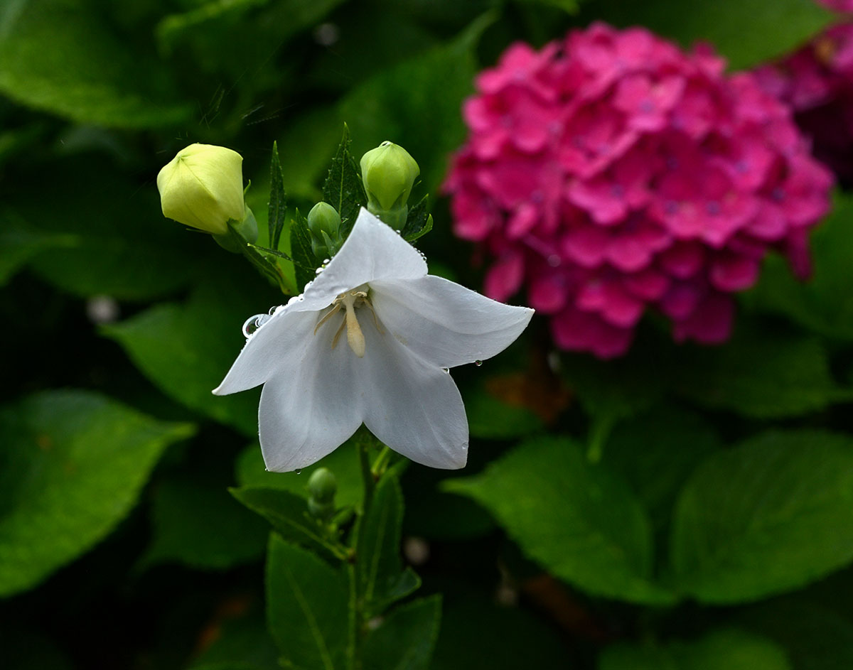 W-PD8_4909-11r.jpg