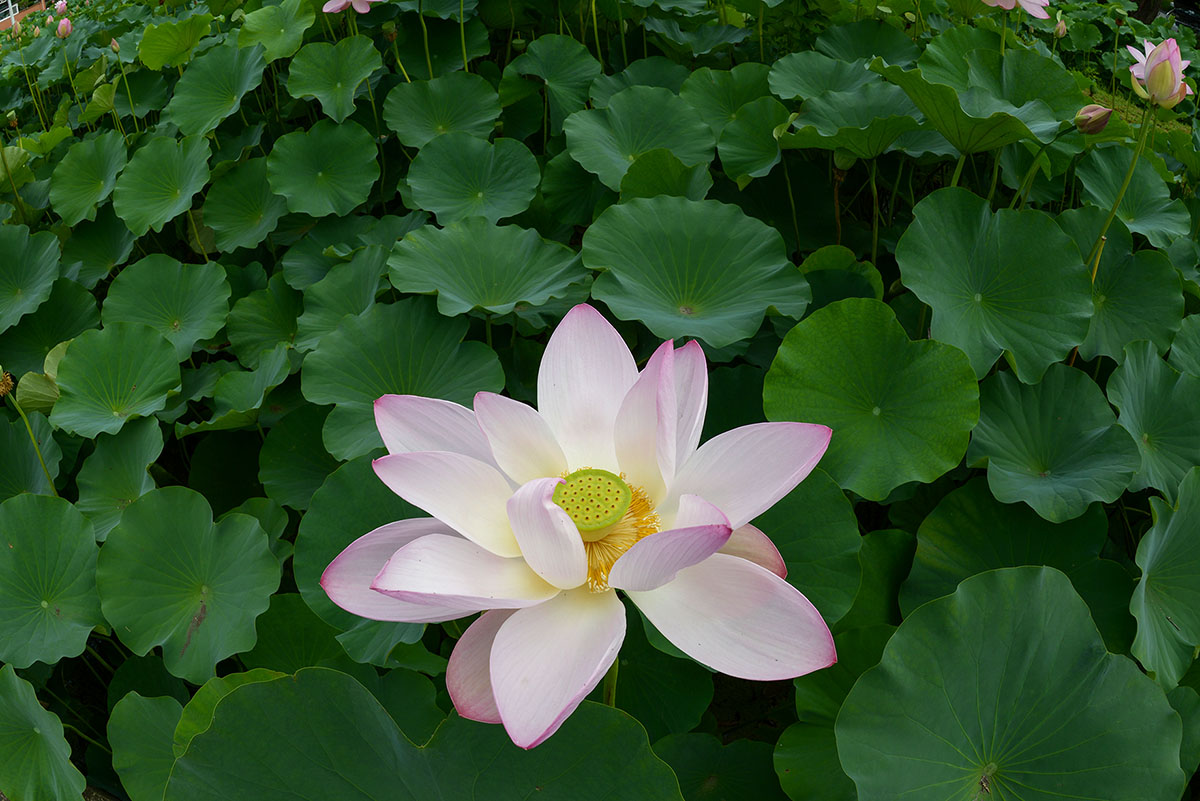 W-PD8_8185-C.jpg