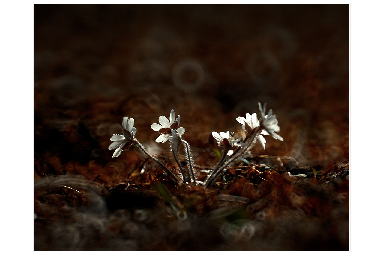 W-11r-DSC_7667_as_Smart_Object-1.jpg
